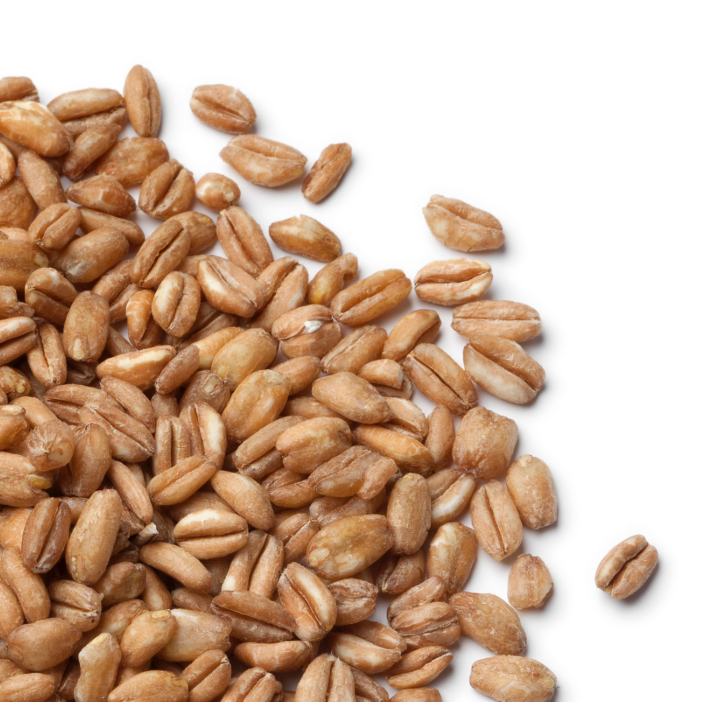 Organic Pearled Farro — SUPPLY Bulk Foods